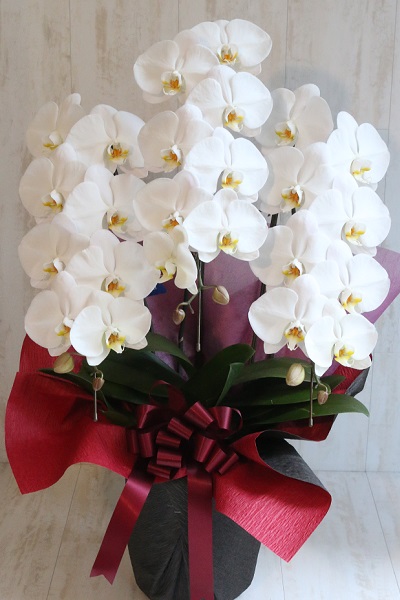 『PREMIERGARDEN』人気の白い大輪胡蝶蘭３本立て¥11,000