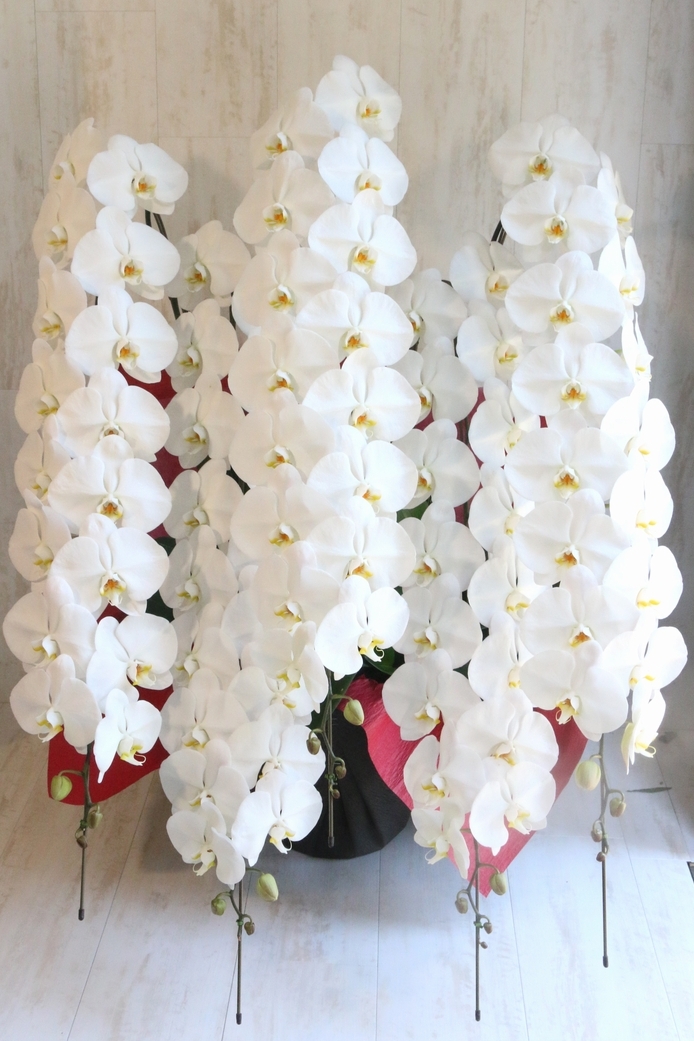 御就任のお祝いにも最適！人気の高い５本立て白い大輪の胡蝶蘭