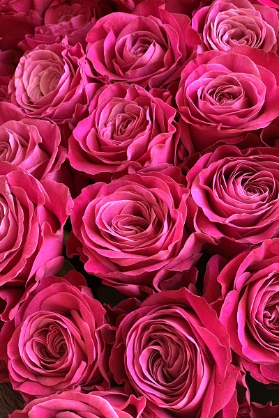 鮮やかな色合いが目を引く 濃いピンクのバラの花束 50本前後 26 300円 胡蝶蘭 高級スタンド花 プレミアガーデン