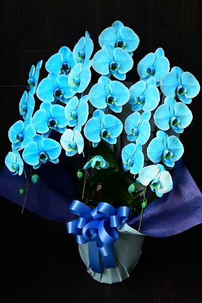 発色が美しいマリンブルーの胡蝶蘭 大輪３本立て 22 000円 胡蝶蘭 高級スタンド花 プレミアガーデン