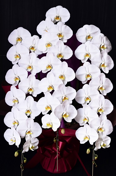 各種シーンにふさわしく人気の高い白い大輪の豪華胡蝶蘭3本立て