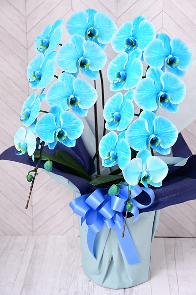 爽快な印象のマリンブルー胡蝶蘭大輪の２本立て 14 000円 胡蝶蘭 高級スタンド花 プレミアガーデン