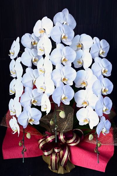 豪華なラッピングで一段と華やかな３本立ての白い大輪胡蝶蘭