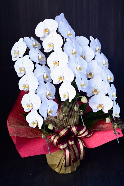 豪華なラッピングで一段と華やかな３本立ての白い大輪胡蝶蘭