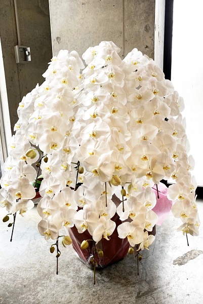 『PREMIERGARDEN』白い胡蝶蘭大輪10本立て特別価格¥143,000円税込