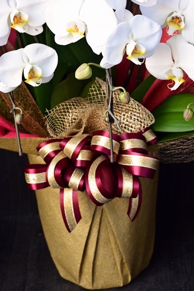 豪華なラッピングで一段と華やかな５本立て 白い大輪の胡蝶蘭 31 000円 胡蝶蘭 高級スタンド花 プレミアガーデン