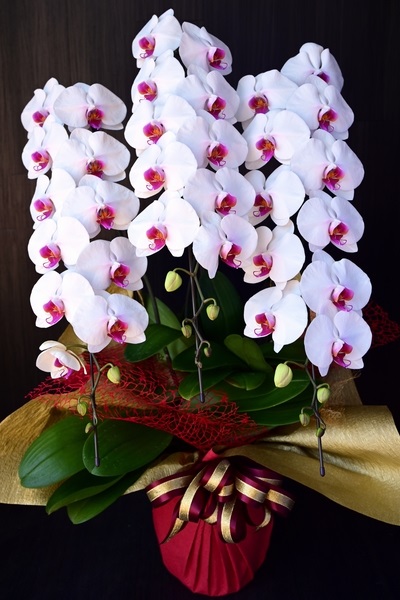 艶やかな色合いで縁起の良い印象の紅白胡蝶蘭 大輪の３本立て 14 500円 胡蝶蘭 高級スタンド花 プレミアガーデン