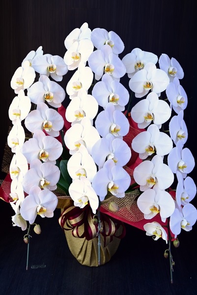 ゴージャスなラッピングで人気の高い白い大輪胡蝶蘭・３本立て | 18,500円 | 胡蝶蘭 高級スタンド花 プレミアガーデン