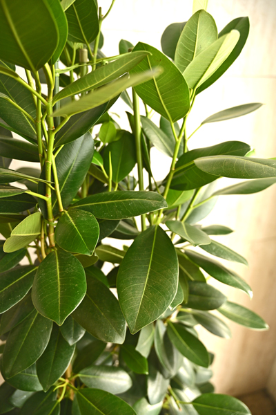 フランスゴム 10号 175cm 観葉植物 フランスゴムの木 10号 | Plant Hunt（プラントハント）