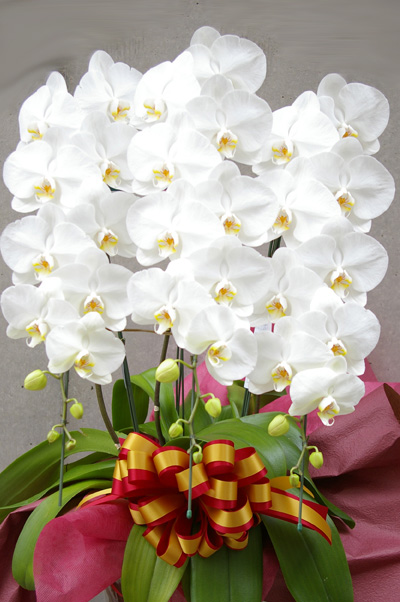 幅広いシーンに適した白い大輪胡蝶蘭の豪華３本立て