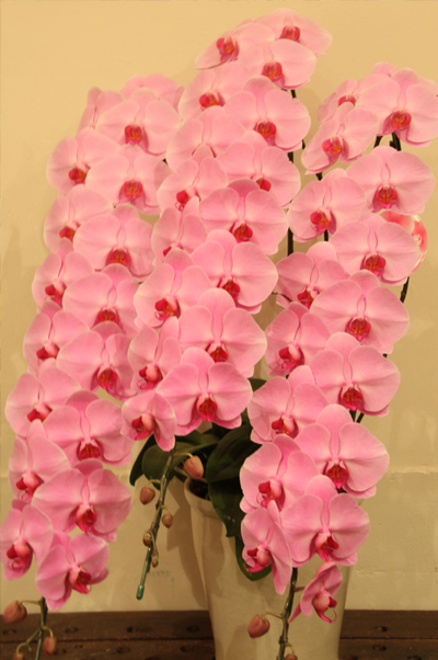 上品で豪華な雰囲気の３本立て大輪ピンクの胡蝶蘭