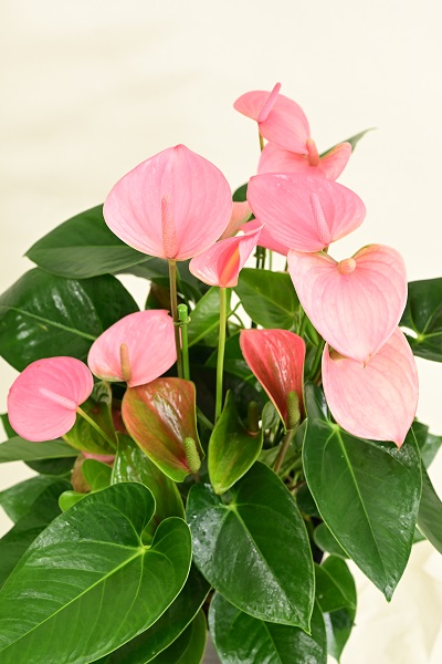 アンスリウム8号 ピンク プラスチック鉢 9 600円 胡蝶蘭 高級スタンド花 プレミアガーデン