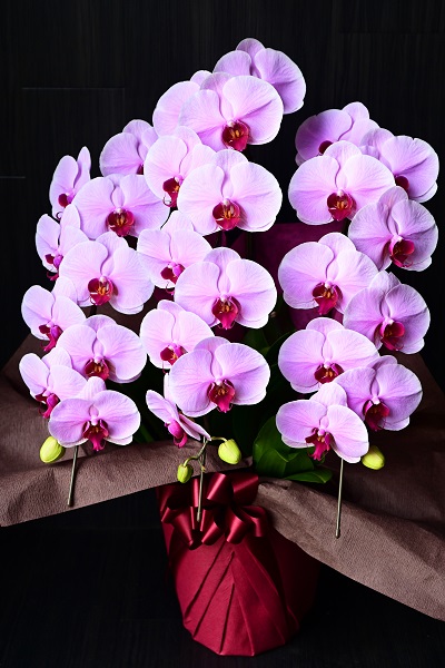 気品あふれる華やかなピンクの胡蝶蘭大輪３本立て 10 000円 胡蝶蘭 高級スタンド花 プレミアガーデン