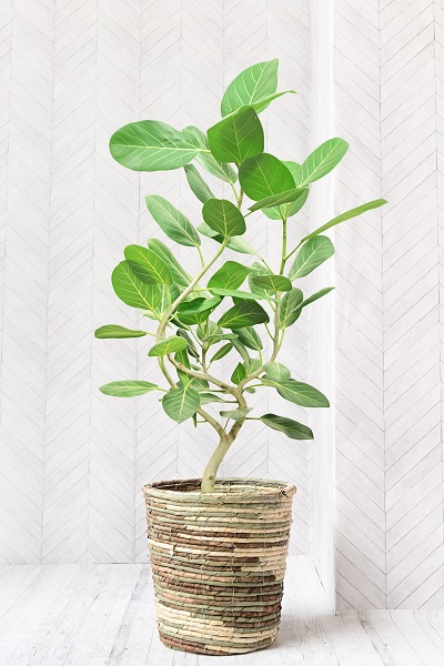 SEAL限定商品】 フィカス ベンガレンシス 8号 106cm curved tree form