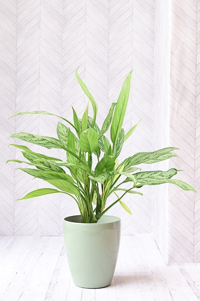 アグラオネマ7号 ラスターポット付 オリーブグリーン 6 000円 胡蝶蘭 高級スタンド花 プレミアガーデン
