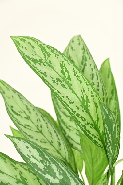 アグラオネマ7号 ラスターポット付 オリーブグリーン 6 000円 胡蝶蘭 高級スタンド花 プレミアガーデン