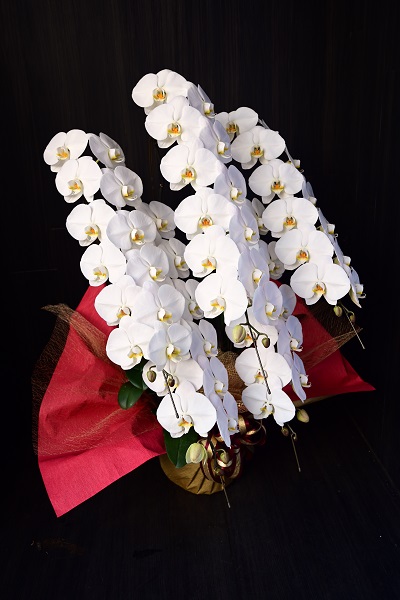 古希祝い 胡蝶蘭 スタンド花のプレミアガーデン