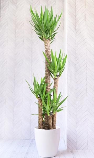 観葉植物 ユッカ 鉢ごと （ユッカ 観葉植物 鉢ごと（ユッカ フィリ 