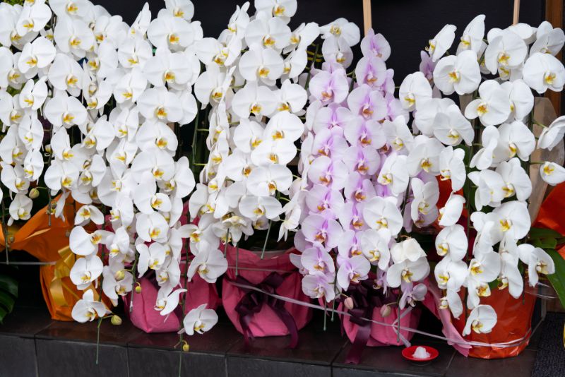 胡蝶蘭ギフトの贈り方 注意点や通販選びのポイントも解説 胡蝶蘭 スタンド花のプレミアガーデン