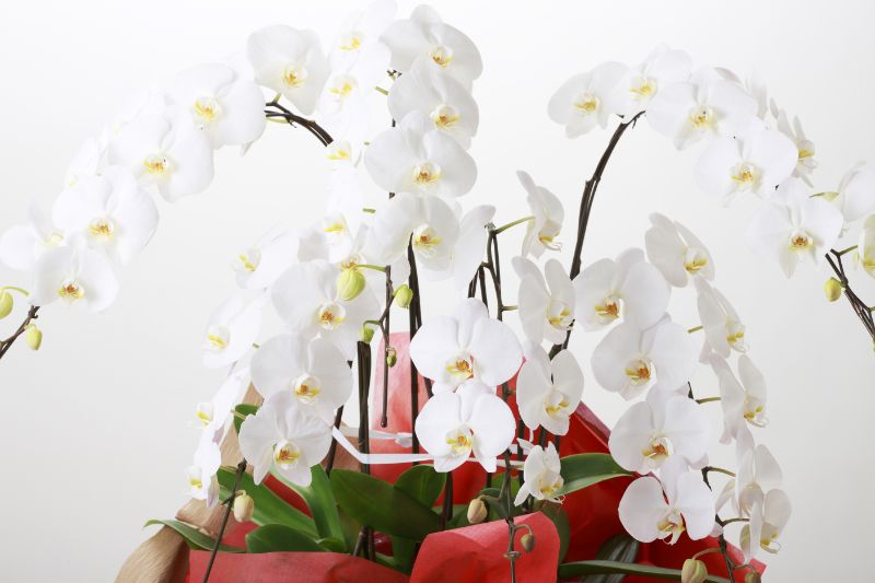 胡蝶蘭を買うなら通販がおすすめ メリットや料金比較まとめ 胡蝶蘭 スタンド花のプレミアガーデン