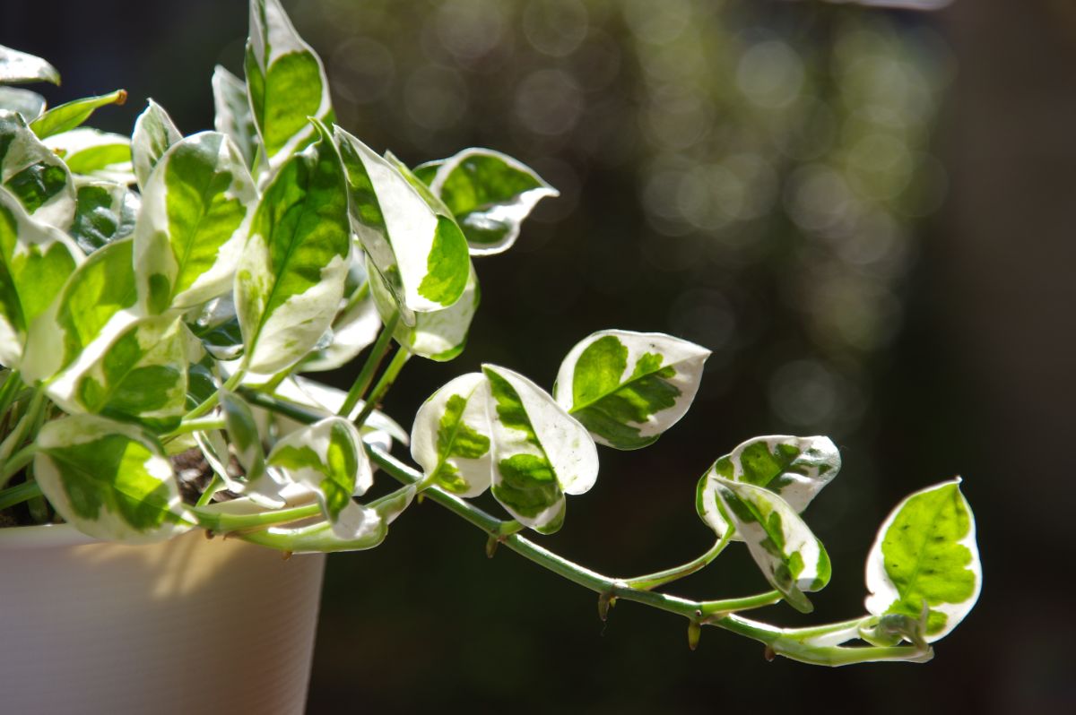 初心者必見 ポトスの植え替えの方法や育て方のコツをご紹介 胡蝶蘭 スタンド花のプレミアガーデン