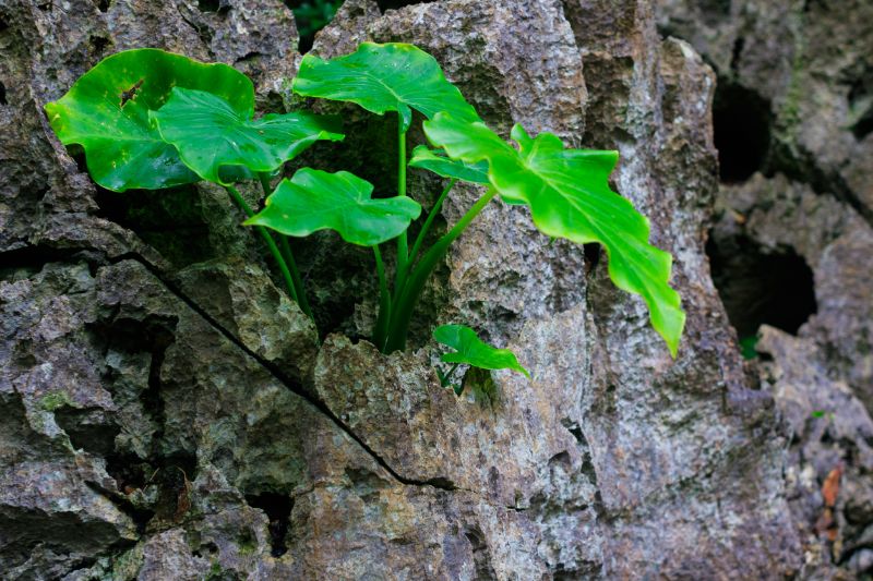 観葉植物の人気ランキング おすすめのおしゃれで育てやすいのはどれ 胡蝶蘭 スタンド花のプレミアガーデン