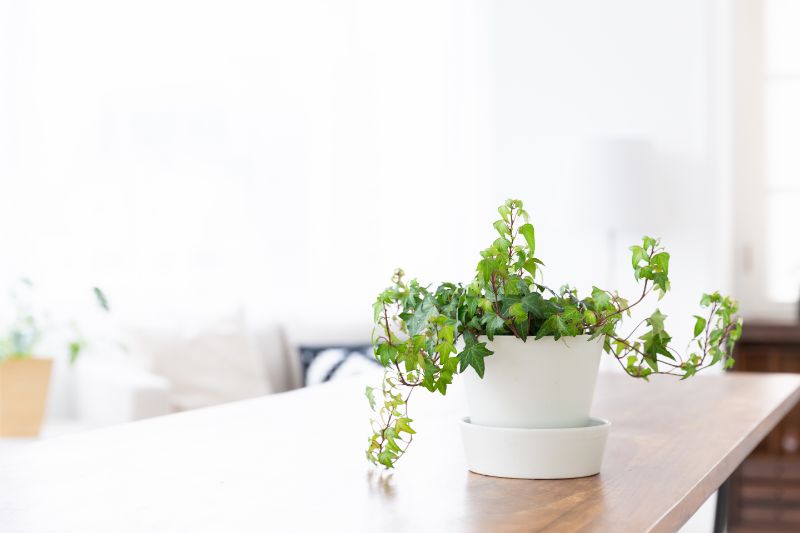 室内で育てやすい 初心者におすすめな観葉植物をご紹介 胡蝶蘭 スタンド花のプレミアガーデン
