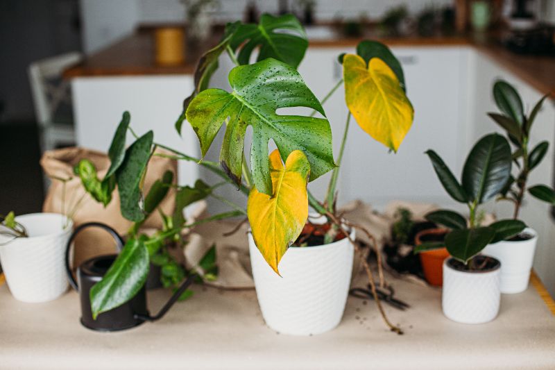育てやすい観葉植物のおすすめ15選 初心者でもわかりやすい育て方もご紹介 胡蝶蘭 スタンド花のプレミアガーデン