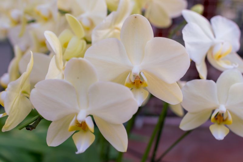 胡蝶蘭の植え替え方法は 長く楽しむための育て方や管理方法をご紹介 胡蝶蘭 スタンド花のプレミアガーデン