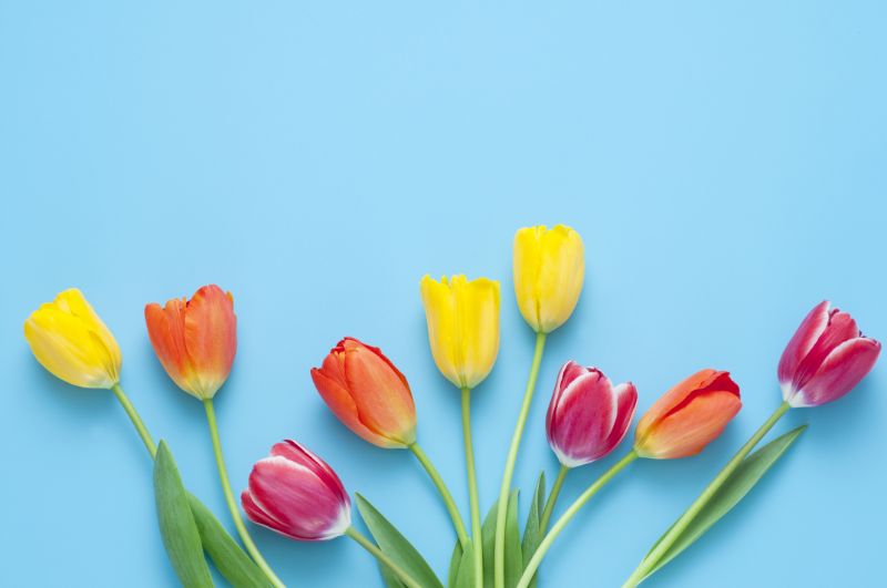 花を贈るには通販サイトがおすすめ おすすめの理由や花を選ぶポイントをご紹介 胡蝶蘭 スタンド花のプレミアガーデン