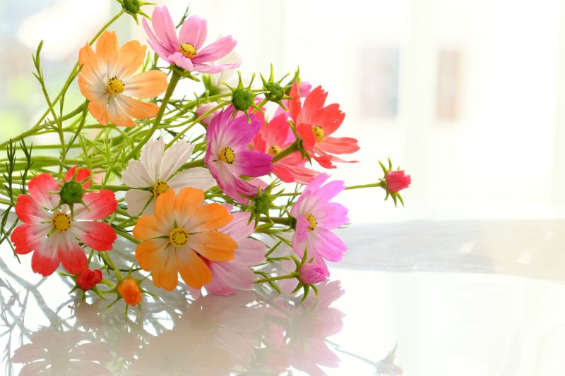 お祝いのプレゼントはフラワーギフトを贈ろう。通販サイトでの花束の選び方まとめ | 胡蝶蘭・スタンド花のプレミアガーデン