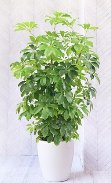 観葉植物カポック(シェフレラ)の育て方！風水効果や剪定・植え替え方法  