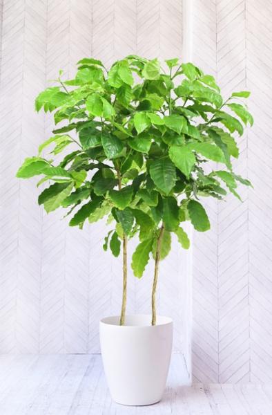 コーヒーの木の育て方！花言葉や風水効果、植え替え方法も解説 | 胡蝶 