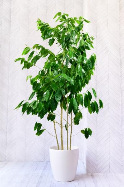コーヒーの木の育て方！花言葉や風水効果、植え替え方法も解説 | 胡蝶 