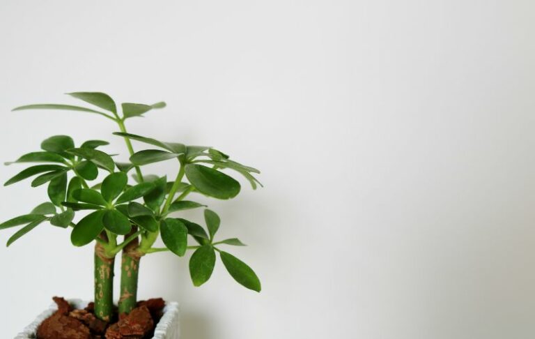 観葉植物カポック(シェフレラ)の育て方!風水効果や剪定・植え替え方法も解説 | 胡蝶蘭・スタンド花のプレミアガーデン