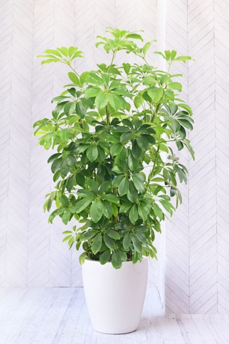 人気の観葉植物カポック(シェフレラ)の育て方は?購入する前に知りたいあれこれ | 胡蝶蘭・スタンド花のプレミアガーデン