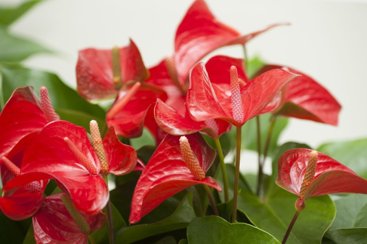 アンスリウムを飾ろう 特徴と枯れさせないための育て方を紹介 胡蝶蘭 スタンド花のプレミアガーデン