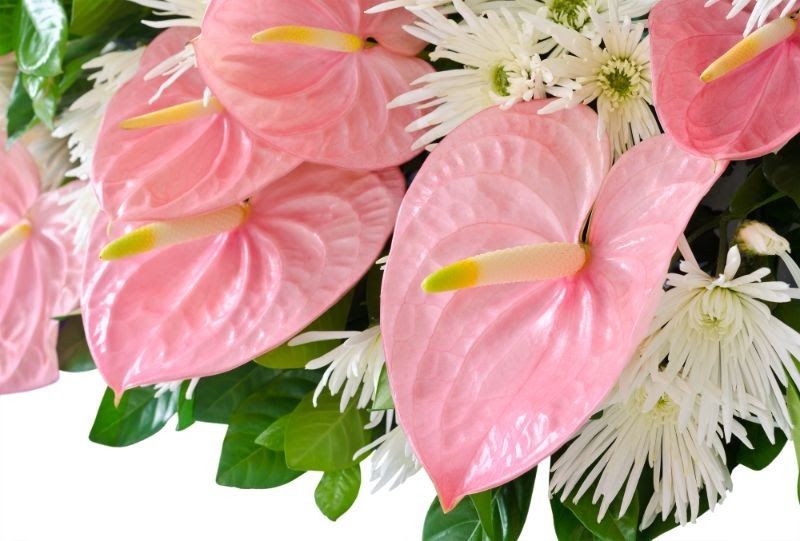 アンスリウムを飾ろう 特徴と枯れさせないための育て方を紹介 胡蝶蘭 スタンド花のプレミアガーデン