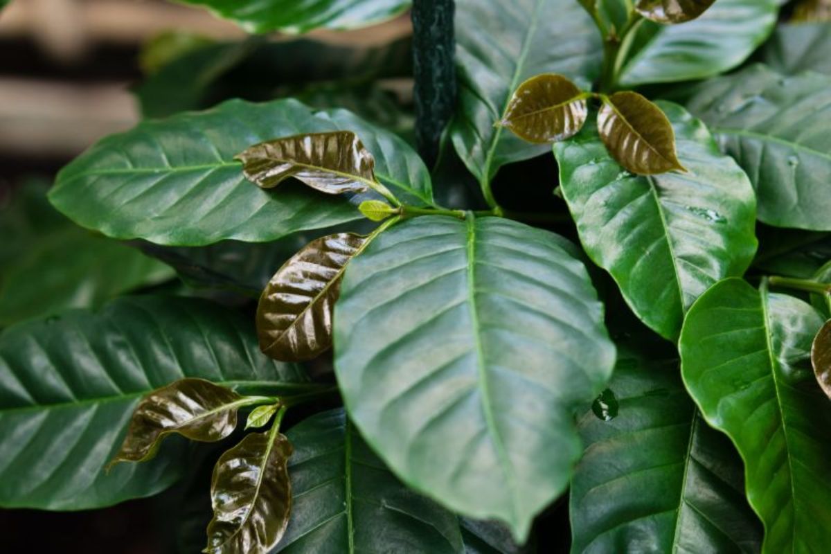 コーヒーの木の育て方 特徴や風水効果も徹底解説 胡蝶蘭 スタンド花のプレミアガーデン