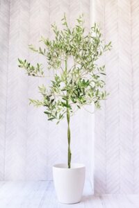 オリーブを飾ろう 特徴と枯らせないための育て方を紹介 胡蝶蘭 スタンド花のプレミアガーデン