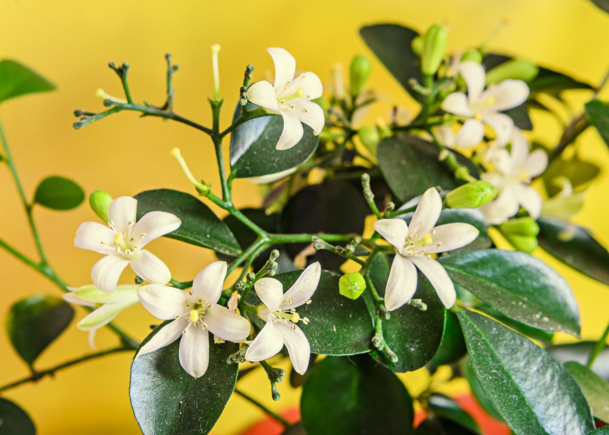 本物の 改修する ボックス 観葉 植物 小さい 白い 花 恐怖症 沈黙 マダム