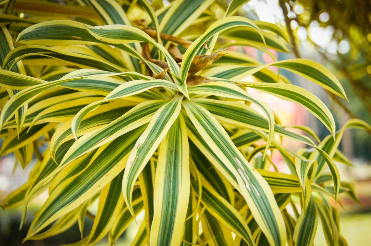 ドラセナ ソングオブインディア 観葉植物 - 植物/観葉植物