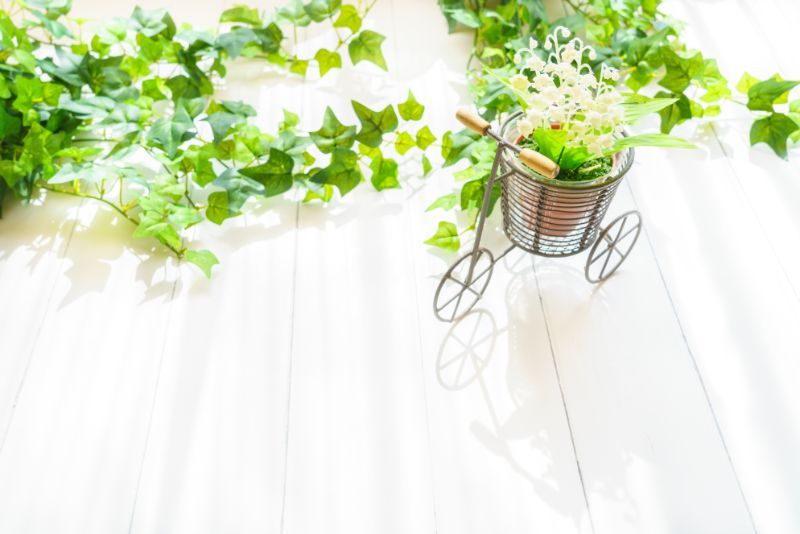 ドナセリナフレクサを飾ろう 育て方と手入れの方法を紹介 胡蝶蘭 スタンド花のプレミアガーデン