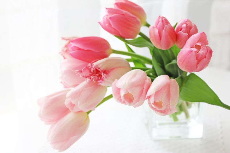 プレゼントに人気なガーベラの花言葉とは 色や本数ごとの違いご紹介 胡蝶蘭 スタンド花のプレミアガーデン