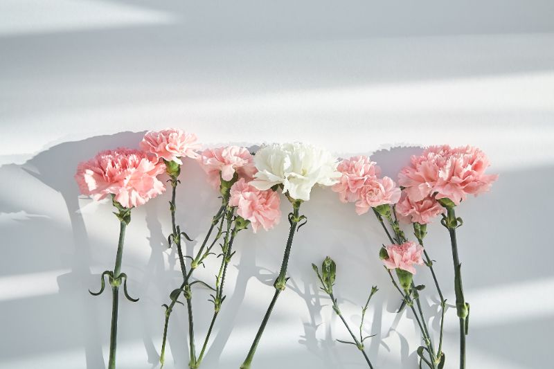 カーネーションの花言葉は本数で変わる 色別 本数別の花言葉をご紹介 胡蝶蘭 スタンド花のプレミアガーデン