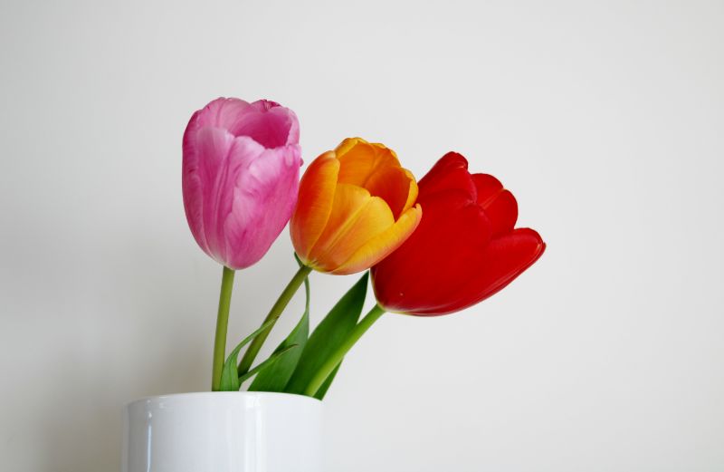 チューリップの花言葉は 品種や本数によって変わるのか調査 胡蝶蘭 スタンド花のプレミアガーデン