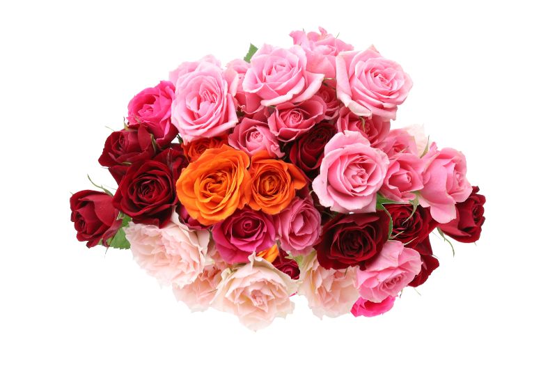 バラの花言葉は 本数 色 状態ごとの意味を徹底解説 胡蝶蘭 スタンド花のプレミアガーデン