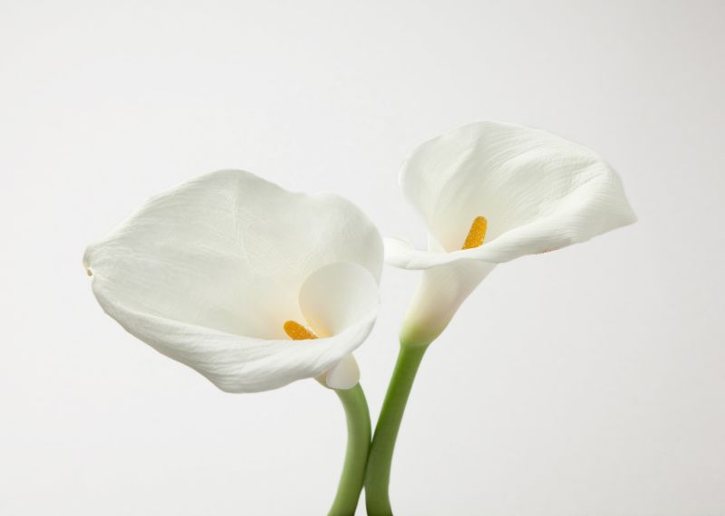 カラーの花言葉は何 色別の意味や 旬な季節を解説 胡蝶蘭 スタンド花のプレミアガーデン