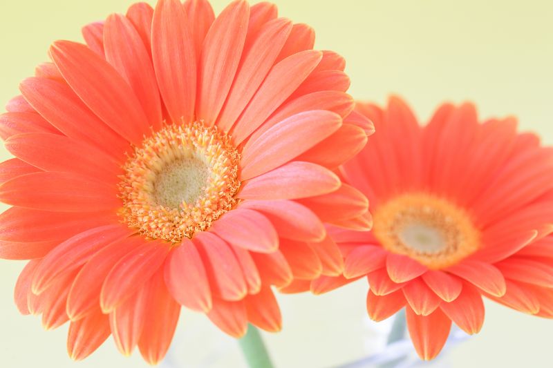 プレゼントに人気なガーベラの花言葉とは 色や本数ごとの違いご紹介 胡蝶蘭 スタンド花のプレミアガーデン
