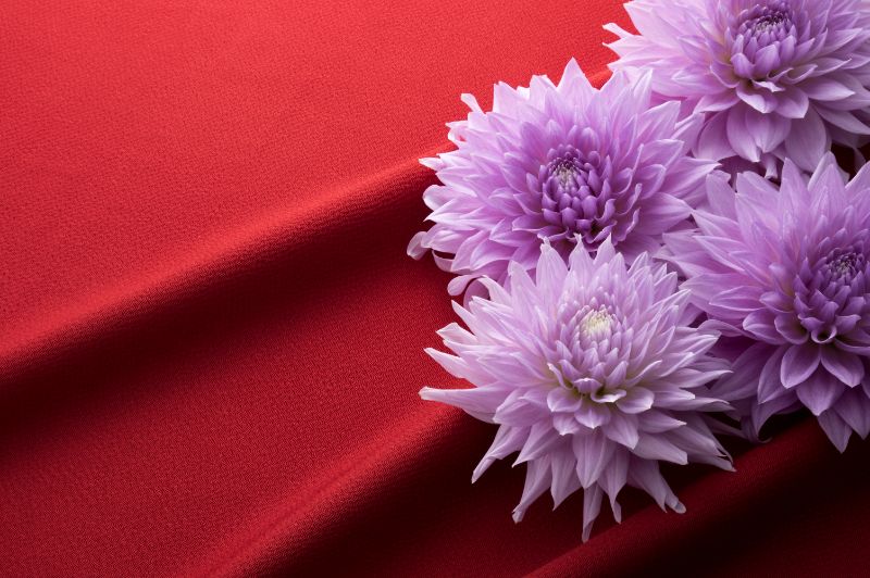 ダリアにはどんな花言葉があるの おすすめの種類やプレゼントシーンをご紹介 胡蝶蘭 スタンド花のプレミアガーデン